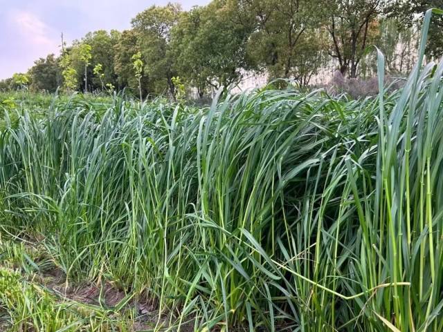 黑麦草是喂养东山羊的上等草料。