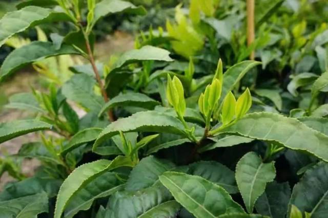 翠绿饱满的茶叶。